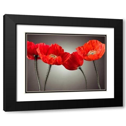 Four Poppies Black Modern Wood Framed Art Print with Double Matting by Frank, Assaf
