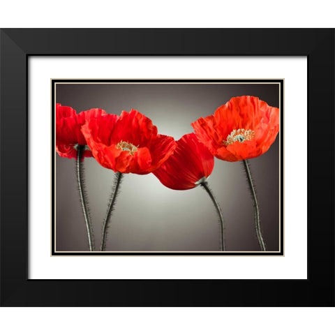 Four Poppies Black Modern Wood Framed Art Print with Double Matting by Frank, Assaf