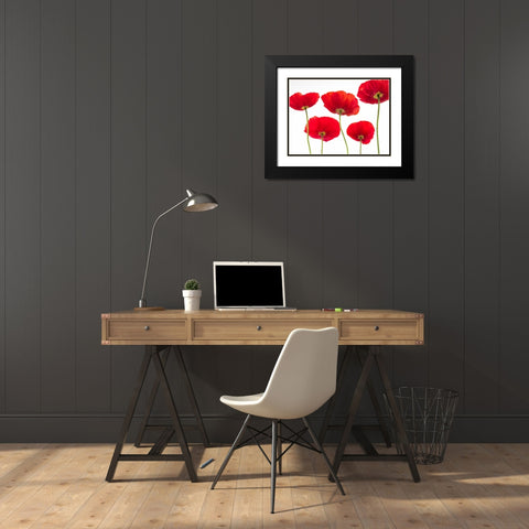 Five Poppies Black Modern Wood Framed Art Print with Double Matting by Frank, Assaf