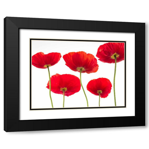 Five Poppies Black Modern Wood Framed Art Print with Double Matting by Frank, Assaf