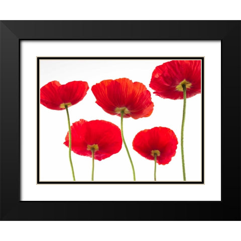 Five Poppies Black Modern Wood Framed Art Print with Double Matting by Frank, Assaf