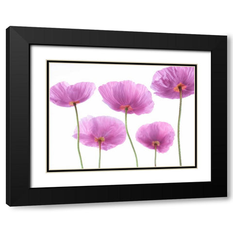 Five Poppies Black Modern Wood Framed Art Print with Double Matting by Frank, Assaf