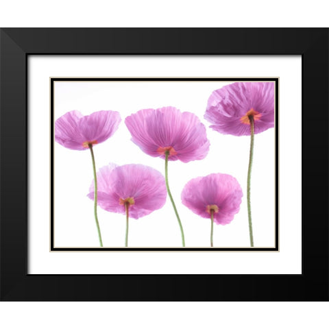 Five Poppies Black Modern Wood Framed Art Print with Double Matting by Frank, Assaf