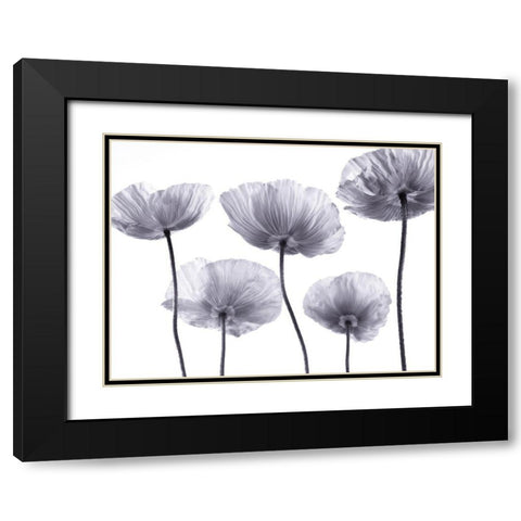 Five Poppies Black Modern Wood Framed Art Print with Double Matting by Frank, Assaf