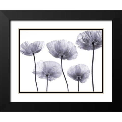 Five Poppies Black Modern Wood Framed Art Print with Double Matting by Frank, Assaf