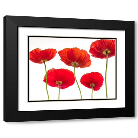 Five Poppies Black Modern Wood Framed Art Print with Double Matting by Frank, Assaf