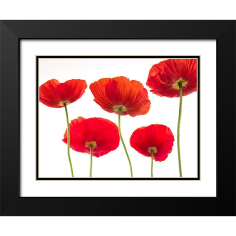 Five Poppies Black Modern Wood Framed Art Print with Double Matting by Frank, Assaf