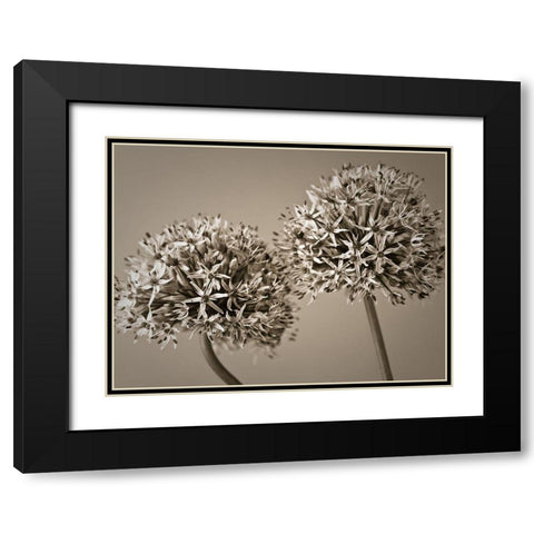 Two Allium flowers Black Modern Wood Framed Art Print with Double Matting by Frank, Assaf