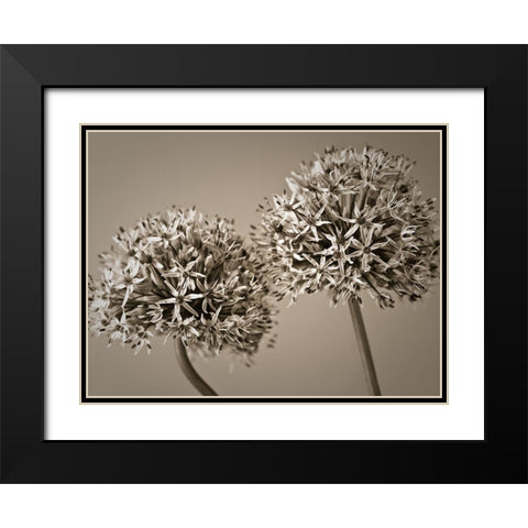 Two Allium flowers Black Modern Wood Framed Art Print with Double Matting by Frank, Assaf