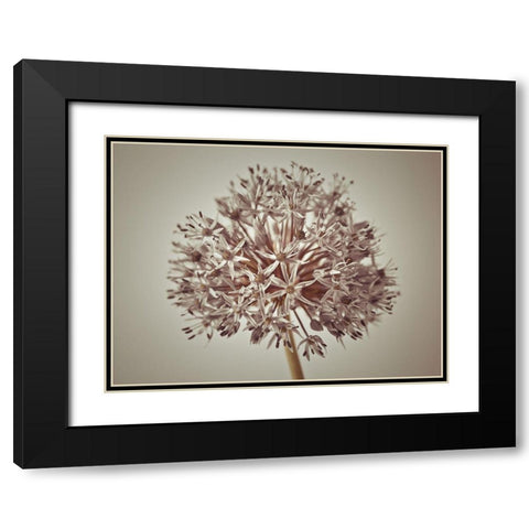 Allium flower Black Modern Wood Framed Art Print with Double Matting by Frank, Assaf