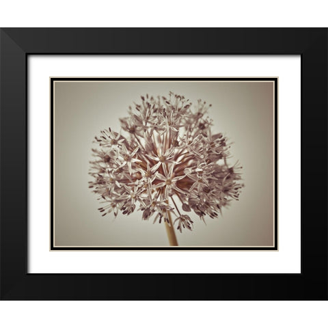 Allium flower Black Modern Wood Framed Art Print with Double Matting by Frank, Assaf