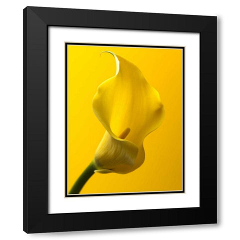 Calla Lily Black Modern Wood Framed Art Print with Double Matting by Frank, Assaf