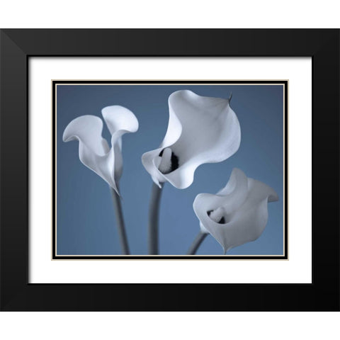 Three Calla Lilies Black Modern Wood Framed Art Print with Double Matting by Frank, Assaf