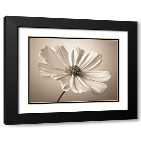 Cosmos flower Black Modern Wood Framed Art Print with Double Matting by Frank, Assaf