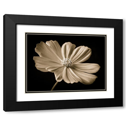 Cosmos flower Black Modern Wood Framed Art Print with Double Matting by Frank, Assaf