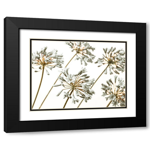 African Lilies Black Modern Wood Framed Art Print with Double Matting by Frank, Assaf