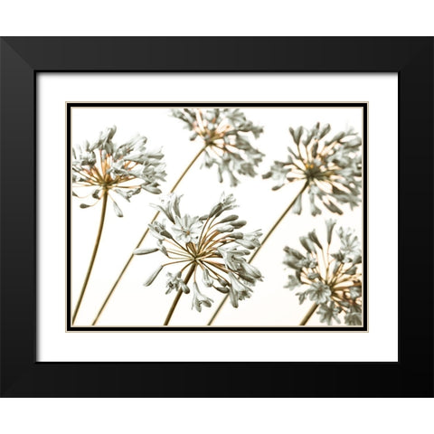 African Lilies Black Modern Wood Framed Art Print with Double Matting by Frank, Assaf