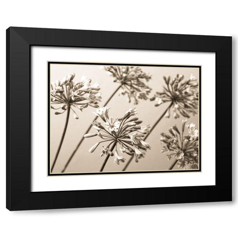 African Lilies Black Modern Wood Framed Art Print with Double Matting by Frank, Assaf