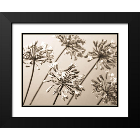 African Lilies Black Modern Wood Framed Art Print with Double Matting by Frank, Assaf