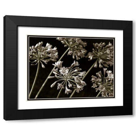 African Lilies Black Modern Wood Framed Art Print with Double Matting by Frank, Assaf