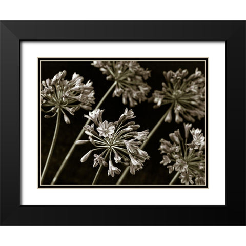 African Lilies Black Modern Wood Framed Art Print with Double Matting by Frank, Assaf