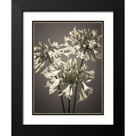 African Lilies Black Modern Wood Framed Art Print with Double Matting by Frank, Assaf