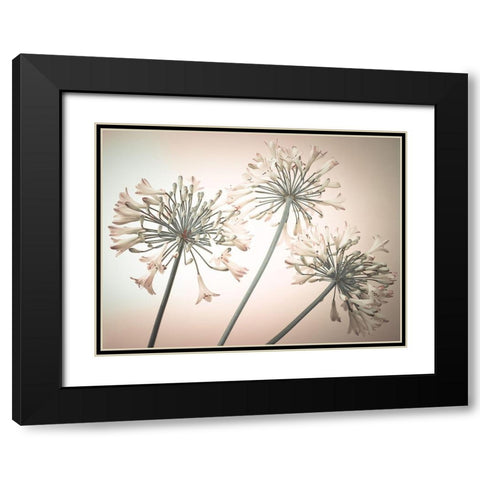 African Lilies Black Modern Wood Framed Art Print with Double Matting by Frank, Assaf