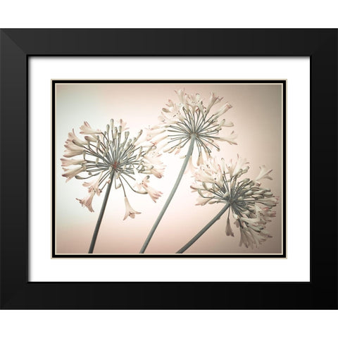 African Lilies Black Modern Wood Framed Art Print with Double Matting by Frank, Assaf