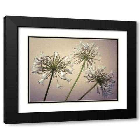 African Lilies Black Modern Wood Framed Art Print with Double Matting by Frank, Assaf