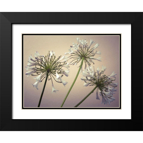 African Lilies Black Modern Wood Framed Art Print with Double Matting by Frank, Assaf