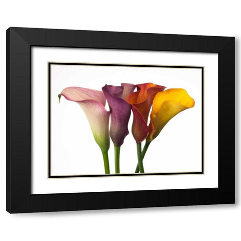 Four calla lilies Black Modern Wood Framed Art Print with Double Matting by Frank, Assaf