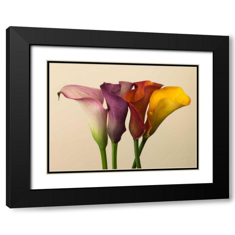 Four calla lilies Black Modern Wood Framed Art Print with Double Matting by Frank, Assaf