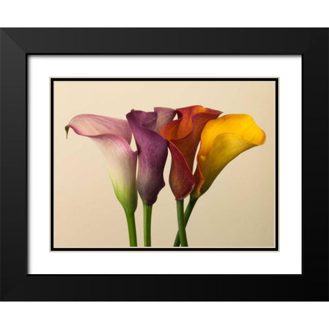 Four calla lilies Black Modern Wood Framed Art Print with Double Matting by Frank, Assaf