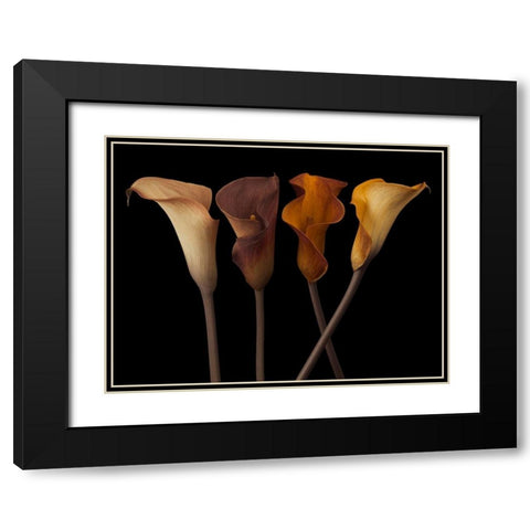 Four calla lilies Black Modern Wood Framed Art Print with Double Matting by Frank, Assaf