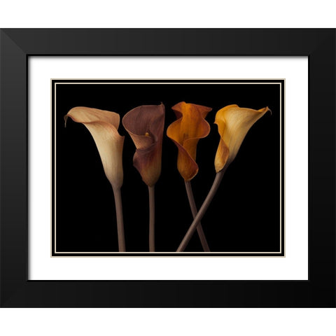 Four calla lilies Black Modern Wood Framed Art Print with Double Matting by Frank, Assaf