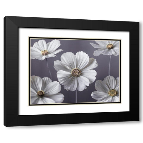 Cosmos flowers Black Modern Wood Framed Art Print with Double Matting by Frank, Assaf