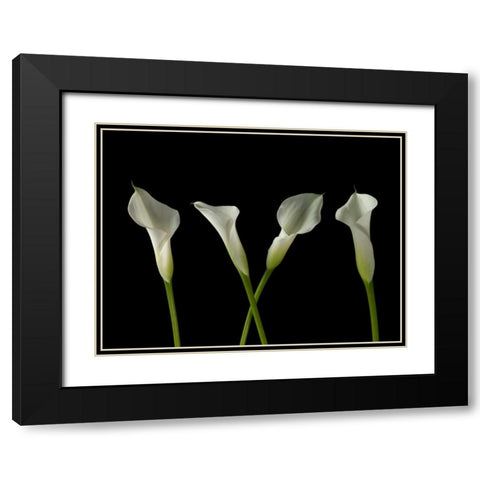 Calla lilies in a row Black Modern Wood Framed Art Print with Double Matting by Frank, Assaf