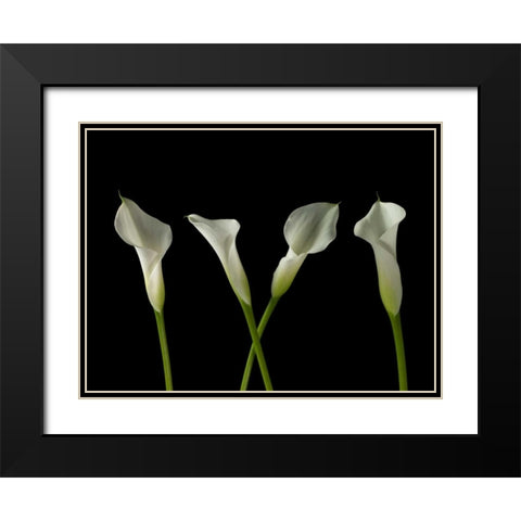 Calla lilies in a row Black Modern Wood Framed Art Print with Double Matting by Frank, Assaf