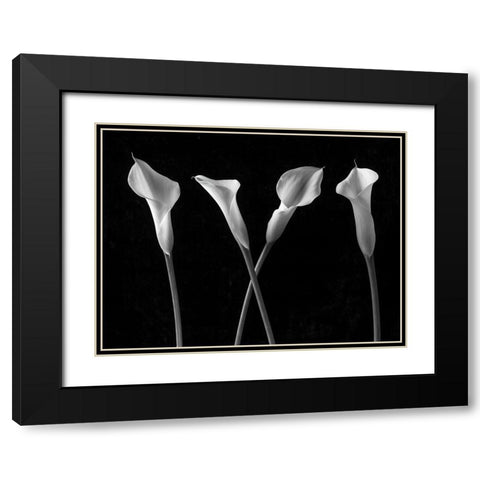 Calla lilies in a row Black Modern Wood Framed Art Print with Double Matting by Frank, Assaf