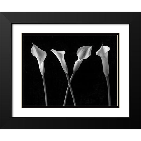 Calla lilies in a row Black Modern Wood Framed Art Print with Double Matting by Frank, Assaf