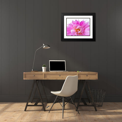 Dahlia Flower Black Modern Wood Framed Art Print with Double Matting by Frank, Assaf