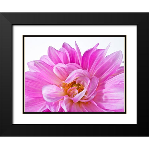 Dahlia Flower Black Modern Wood Framed Art Print with Double Matting by Frank, Assaf