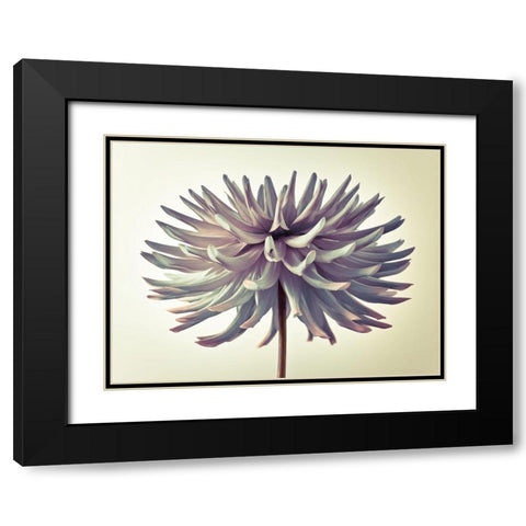 Dahlia Flower Black Modern Wood Framed Art Print with Double Matting by Frank, Assaf