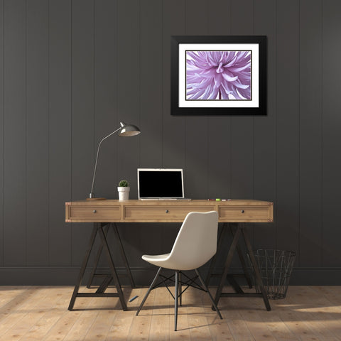 Dahlia Flower Black Modern Wood Framed Art Print with Double Matting by Frank, Assaf