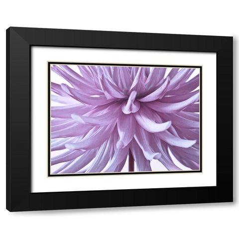 Dahlia Flower Black Modern Wood Framed Art Print with Double Matting by Frank, Assaf