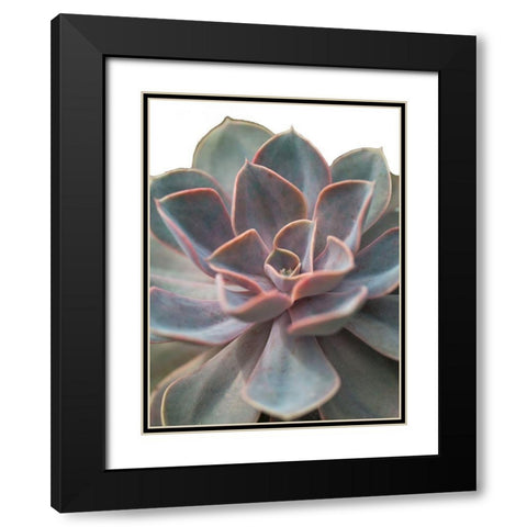 Close-up of Echeveria flower Black Modern Wood Framed Art Print with Double Matting by Frank, Assaf