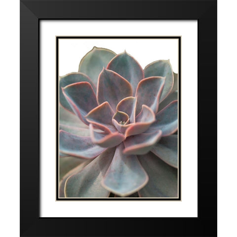 Close-up of Echeveria flower Black Modern Wood Framed Art Print with Double Matting by Frank, Assaf