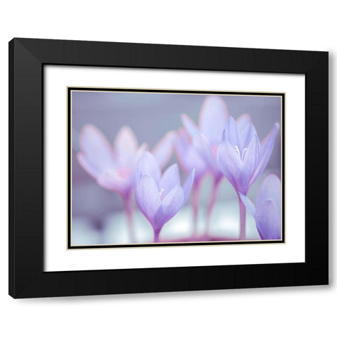 Crocus flowers Black Modern Wood Framed Art Print with Double Matting by Frank, Assaf