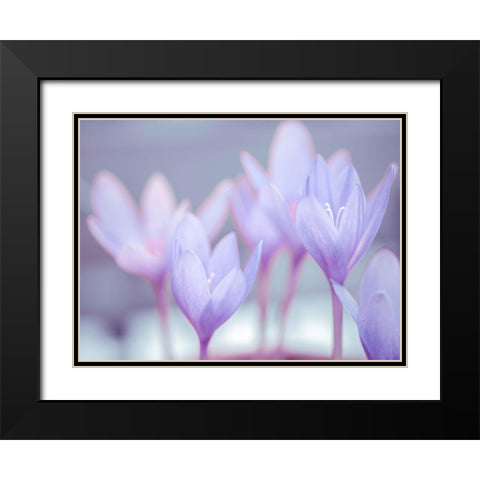 Crocus flowers Black Modern Wood Framed Art Print with Double Matting by Frank, Assaf