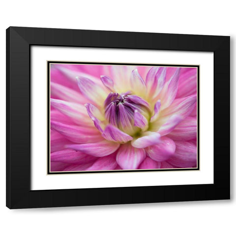 Dahlia flowers Black Modern Wood Framed Art Print with Double Matting by Frank, Assaf